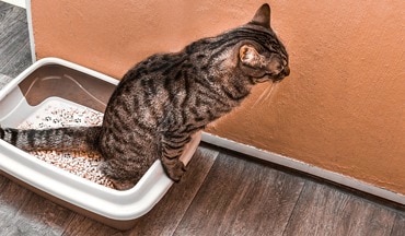 La cystite idiopathique chez le chat : comprendre et agir efficacement