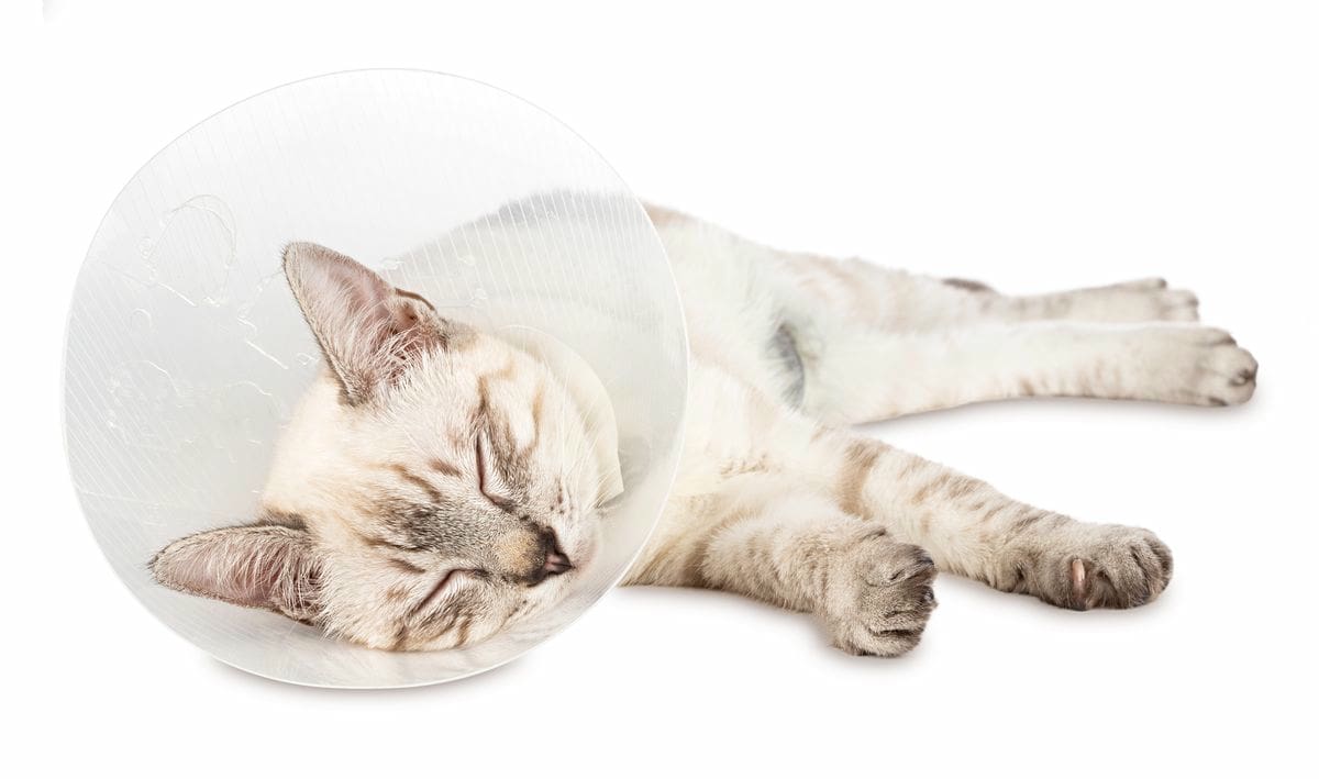 Katze Kastration