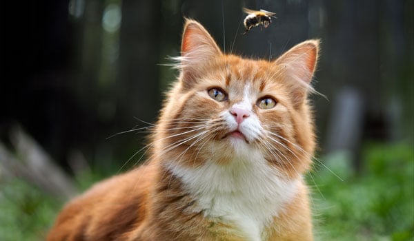 Bienen- und Wespenstiche bei Hunden und Katzen