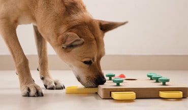 Intelligenzspielzeug für Hunde und Katzen