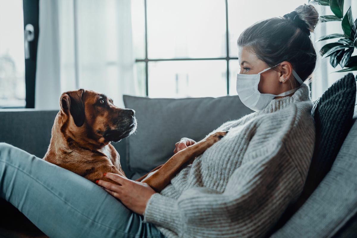 Erkältung, Grippe, Corona Hund Katze