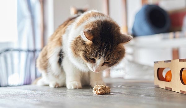 Chat qui vomit.