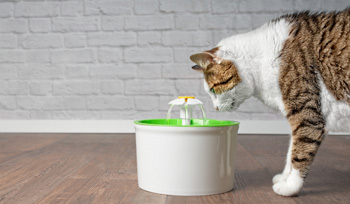 Katze trinkt aus einem Trinkbrunnen