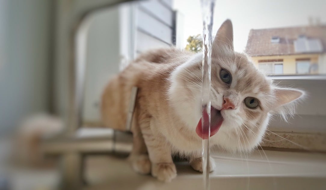 Chat boit