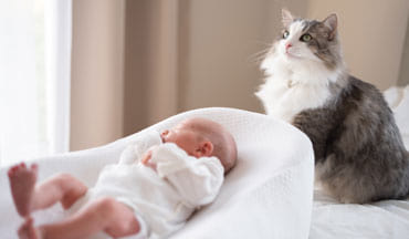 Préparer son chat à l’arrivée d’un bébé : conseils pour une cohabitation réussie