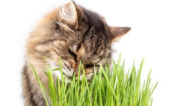 Katzengras: Was bringt es wirklich?