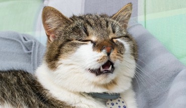 Katzenschnupfen: warum niest die Katze und wie kann man sie sch&uuml;tzen?