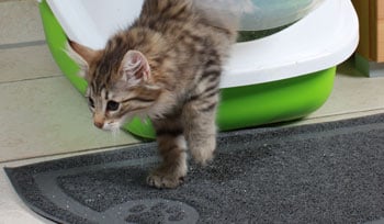 Test de tapis pour bac à litière pour chats