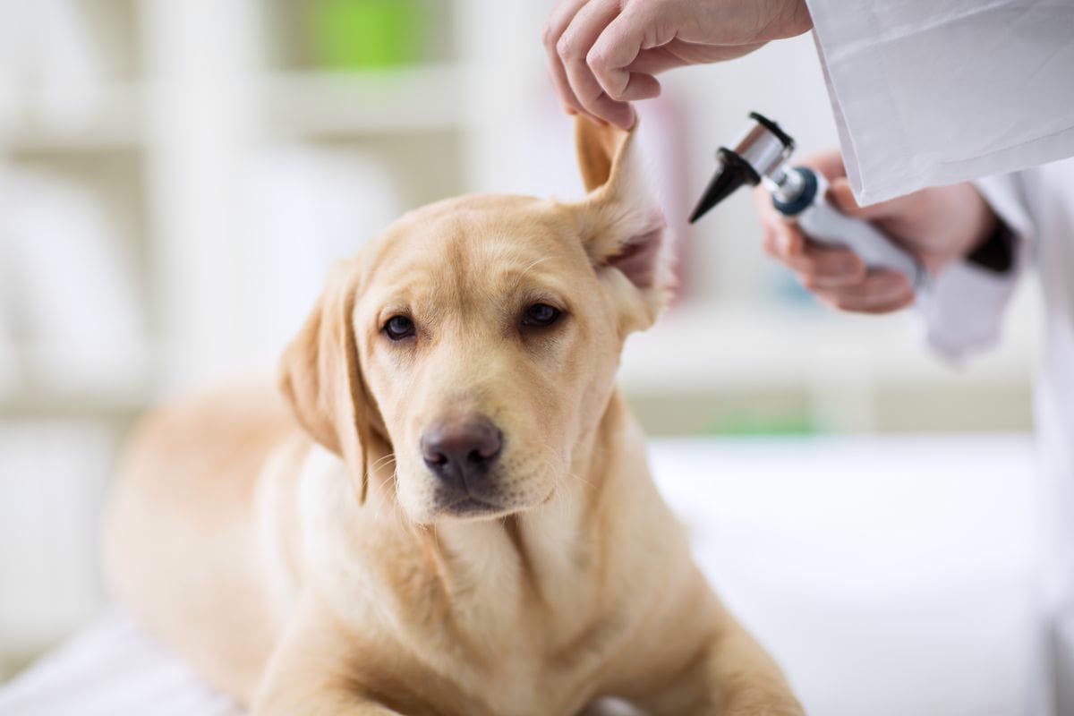 Ohrenentzuendung_hund_gross
