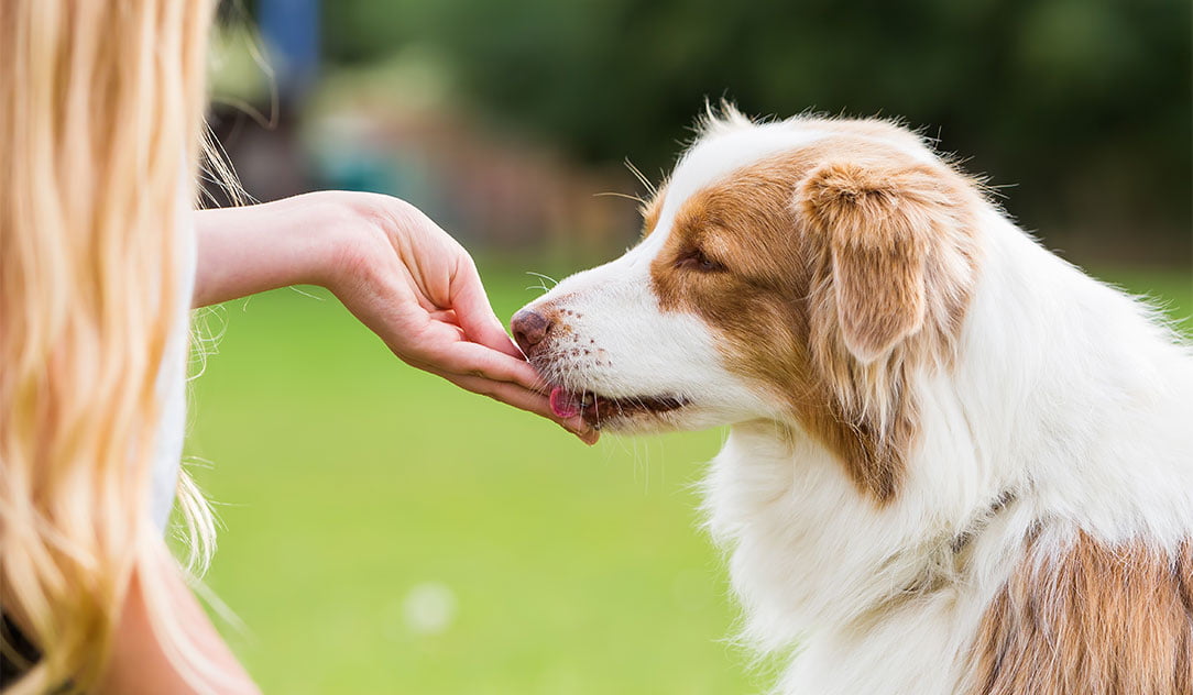 Hunde-Leckerli Test: So finden Sie das beste Guddeli