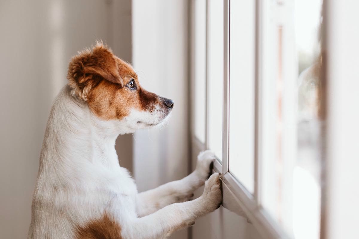 Chien seul et anxieux qui regarde par la fenêtre