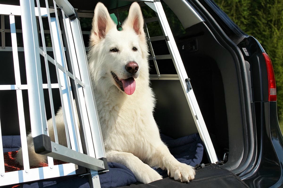 Chien qui voyage dans le coffre d'une voiture