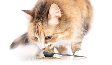 Nahrungsergänzungsmittel für Hunde und Katzen: sinnvoll oder unnötig?