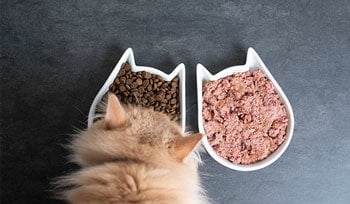 Katze vor zwei Futternäpfen, einer ist gefüllt mit Trockenfutter, der andere mit Nassfuter
