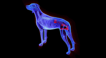 Canine Urinary Tract