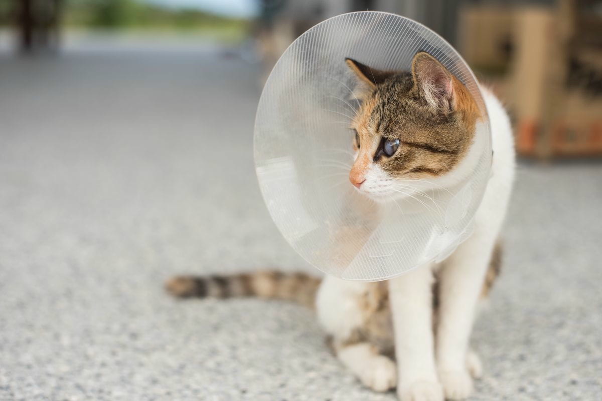 Katze mit Verletzung