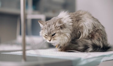 Chronische Schmerzen bei Katzen: Anzeichen erkennen und Lebensqualit&auml;t steigern