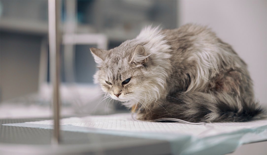 Chat douloureux et inconfortable.