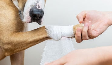 Blessure chez le chien et le chat : les premiers gestes à adopter