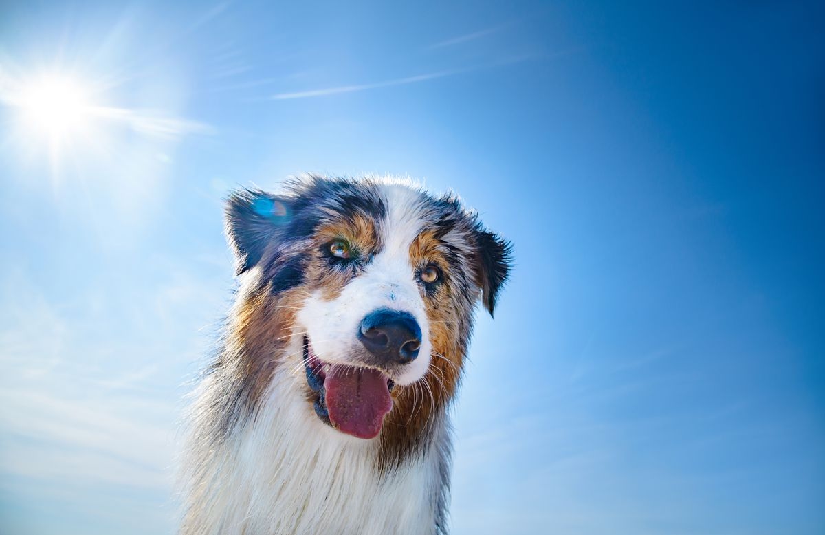 Sommerhitze Hund