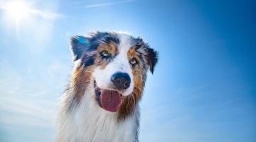 Summer Heat Dog