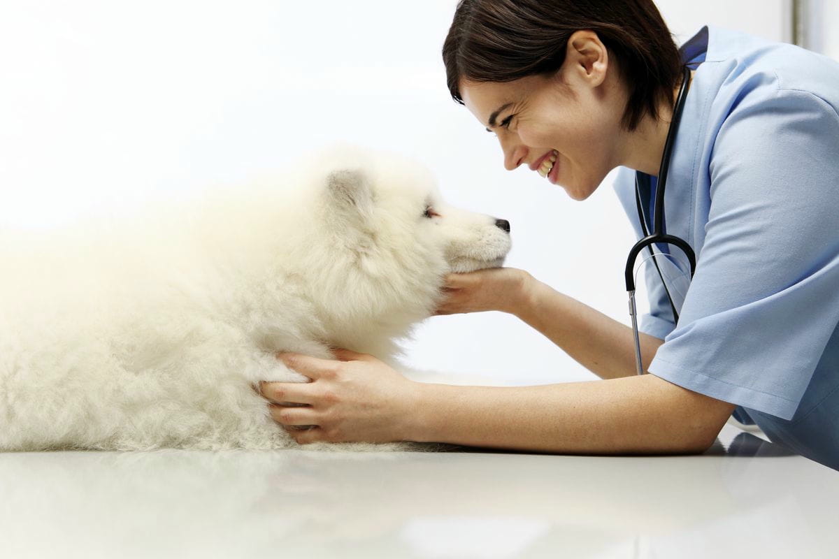 Mit dem Hund zum Tierarzt