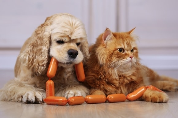 Tierische Abfälle Im Hunde Und Katzenfutter Ratgeber