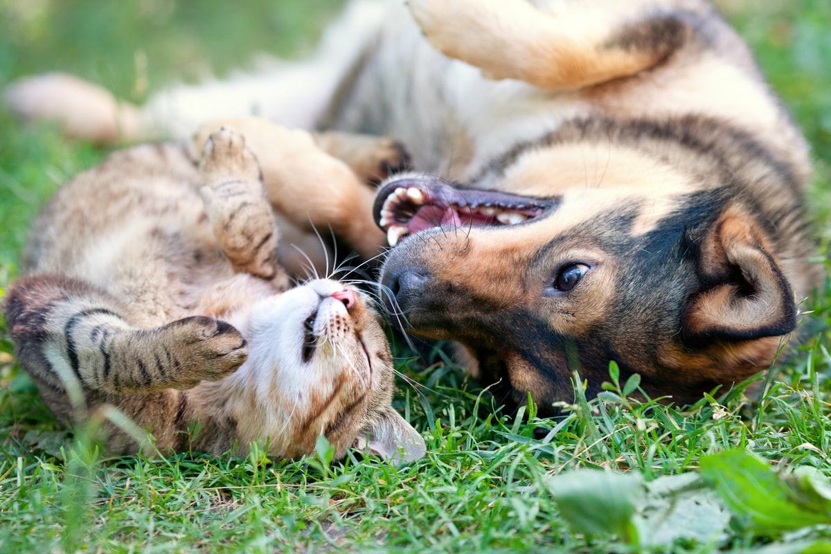 Umweltschonende Fütterung von Hunden und Katzen