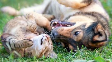 Umweltschonende Fütterung von Hunden und Katzen