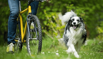 Fahrradfahren mit dem Hund