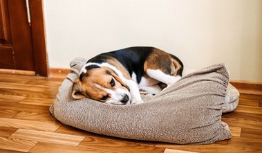 Intoxications chez le chien : reconnaître, prévenir et agir