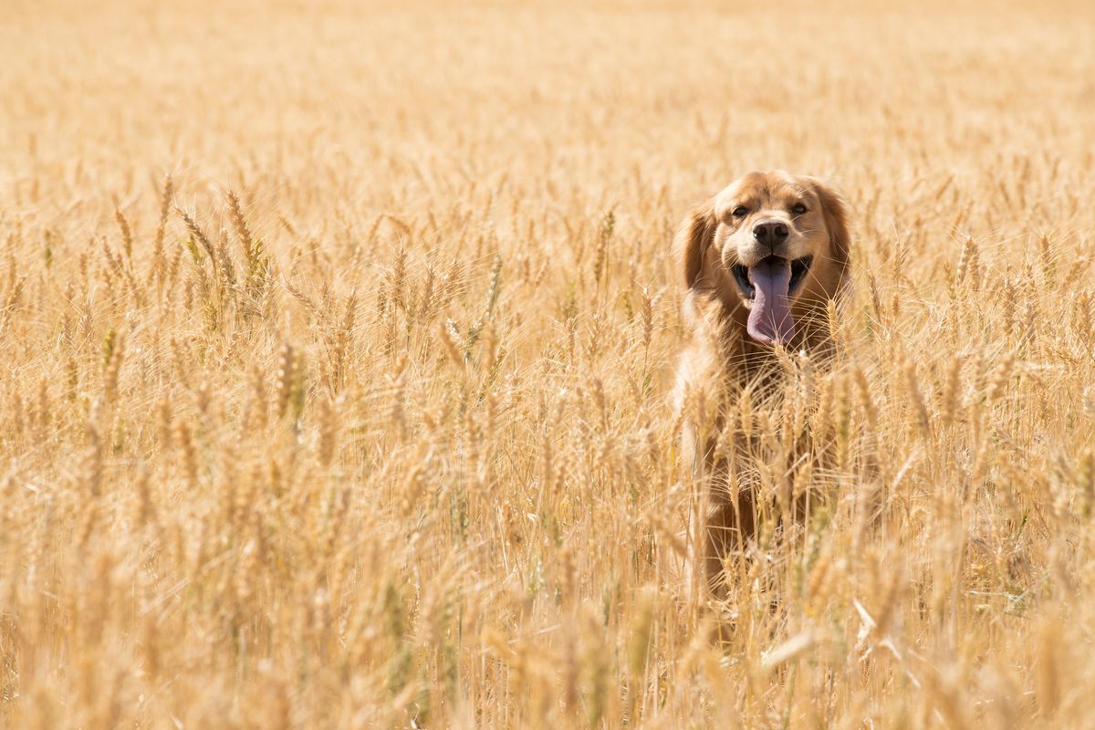 Chien dans un champs rempli d'épillets