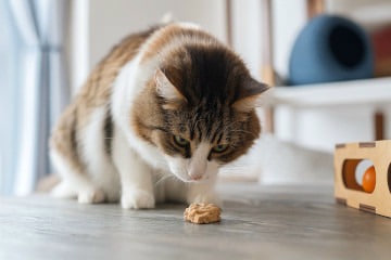 Warum erbricht meine Katze?