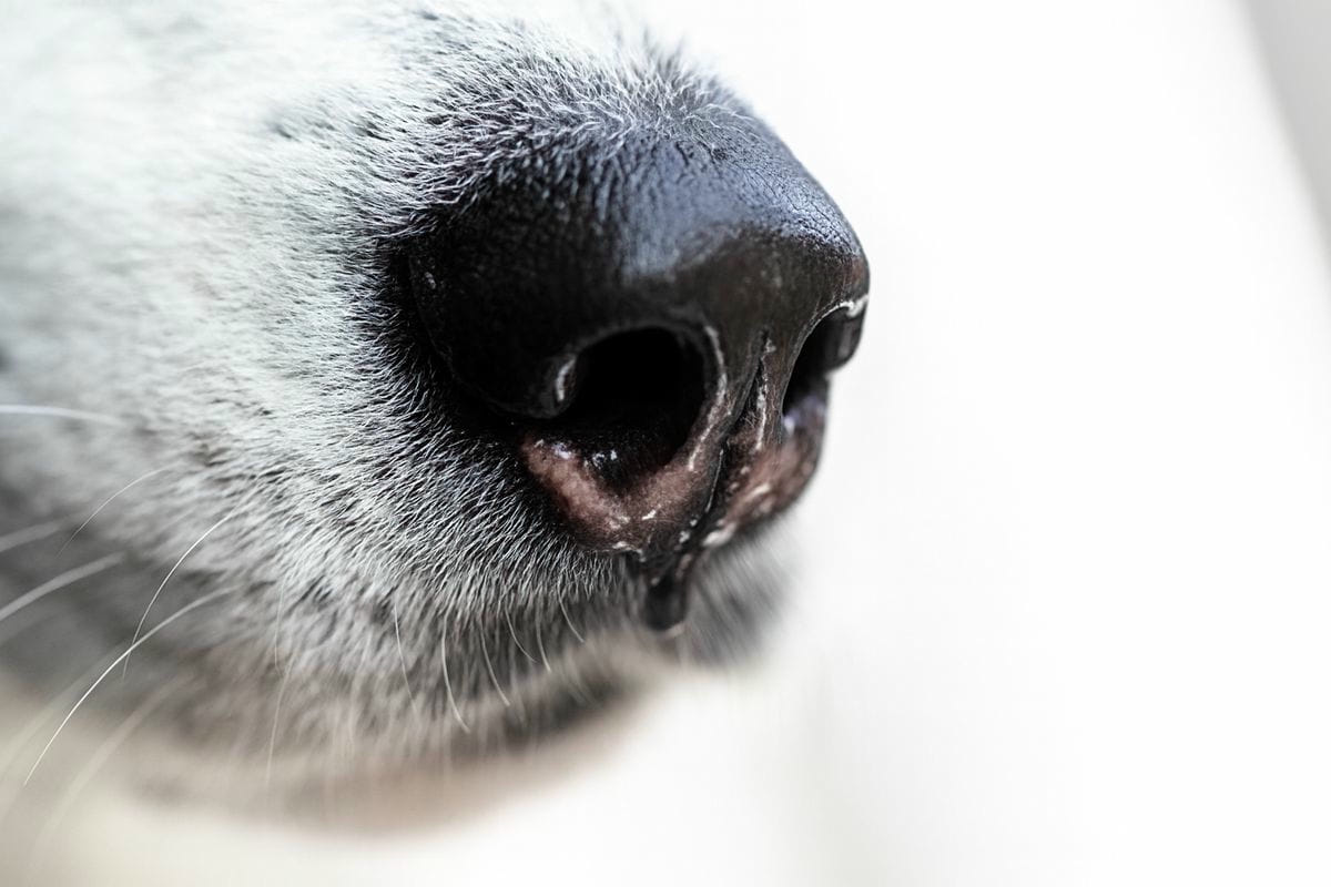 Nez de chien avec écoulement clair