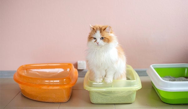 Chat dans sa litière