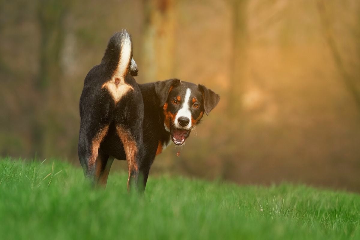 Analdrüsen Hund
