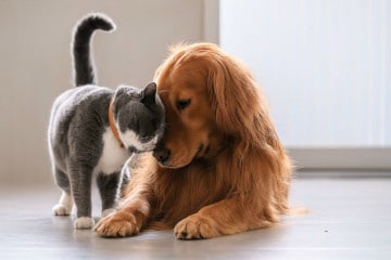 Wie Hund und Katze - unsere Tipps für ein harmonisches Zusammenleben
