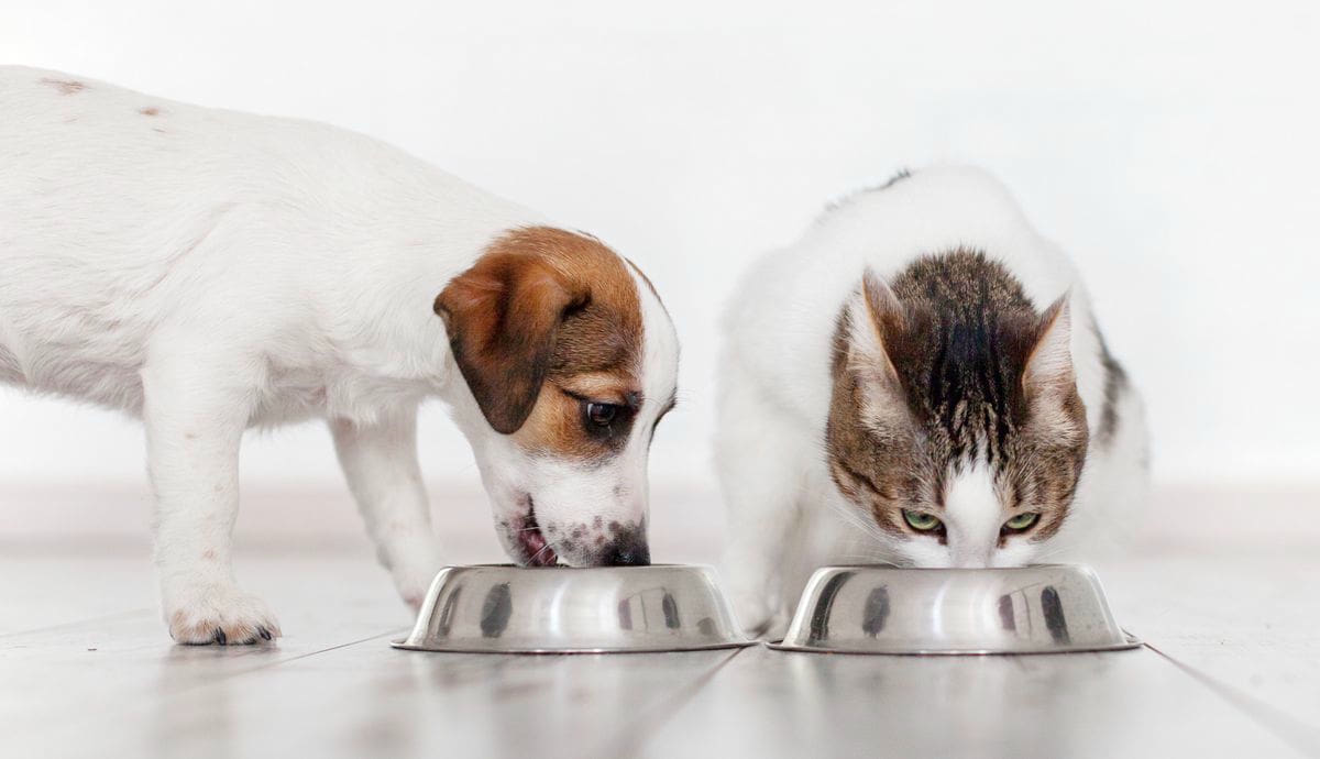 Eliminationsdiät Hund Katze
