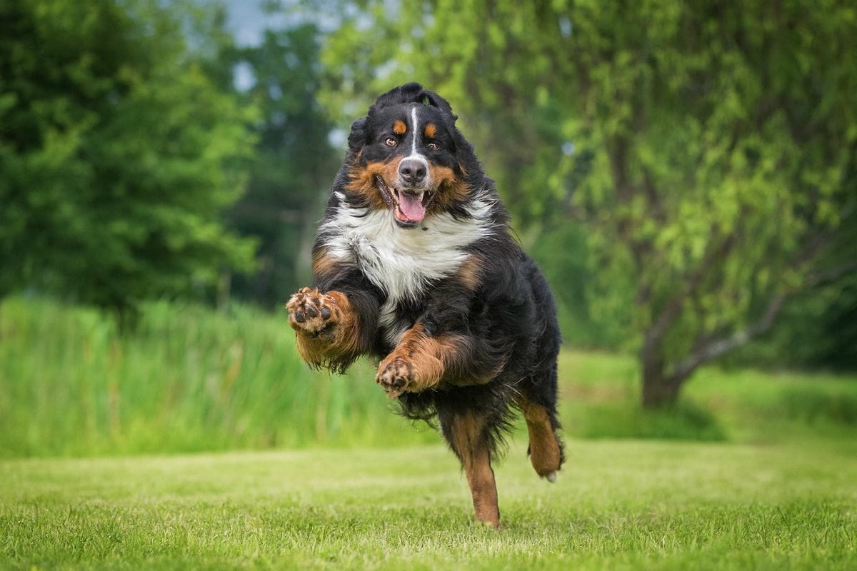 Chien en bonne santé 