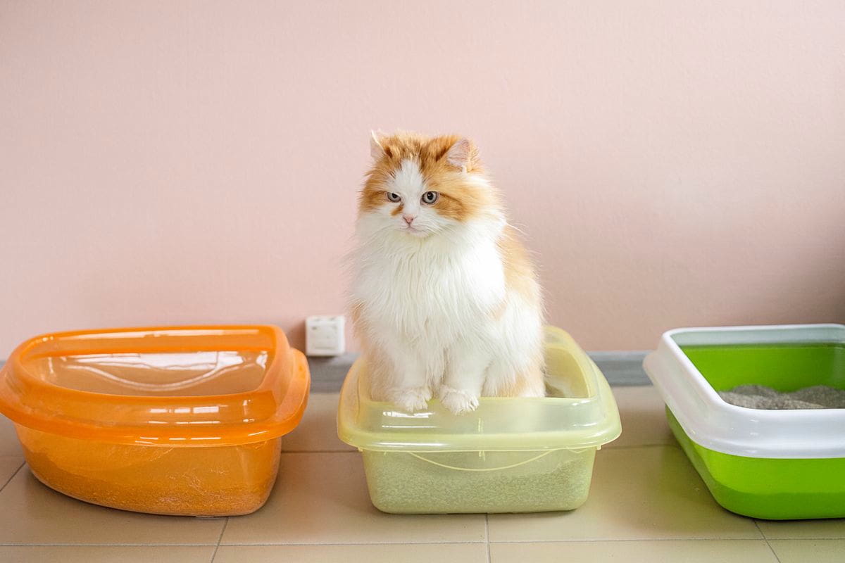 Chat dans sa litière