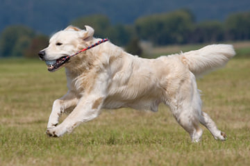 Dog exercise