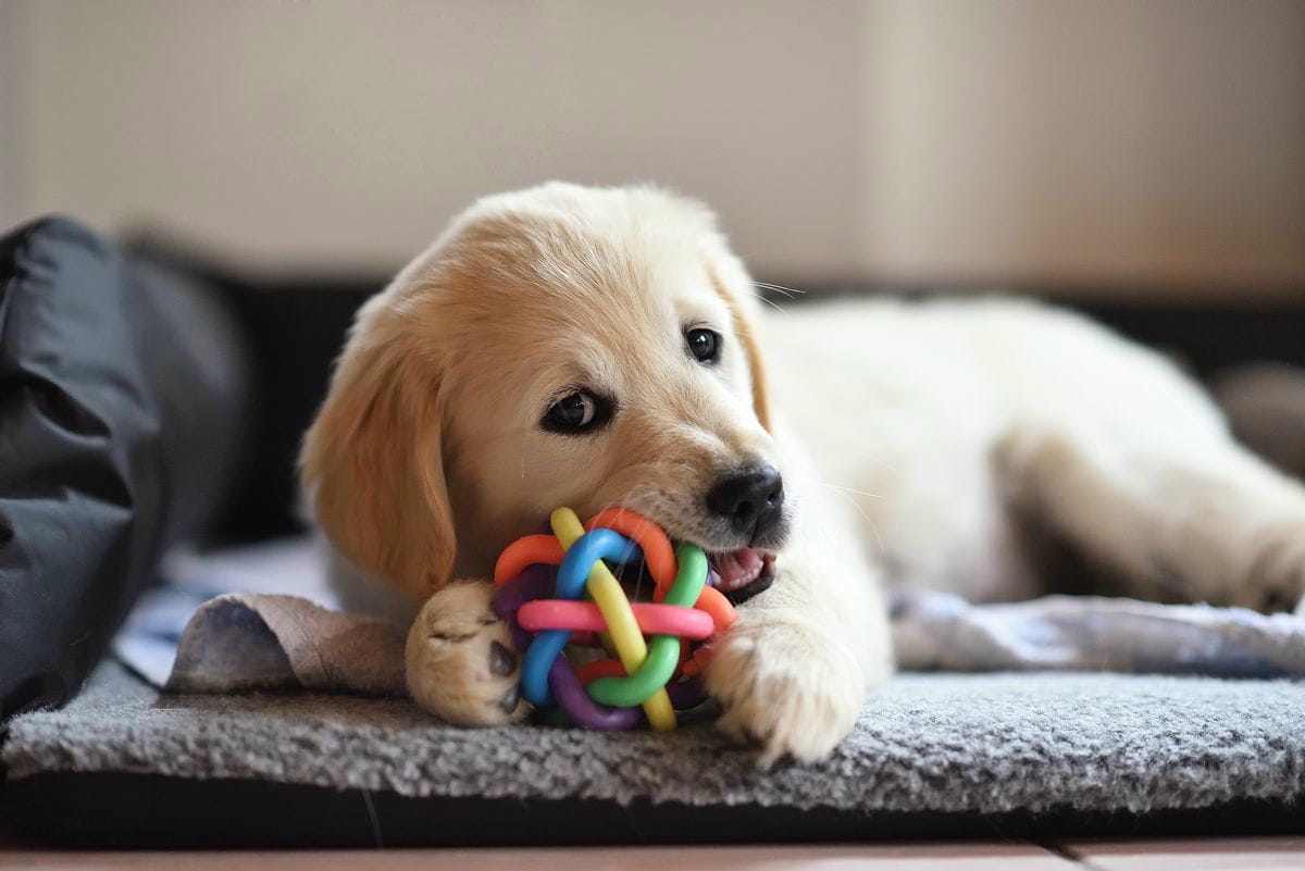 Hundewelpen