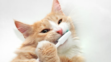 Sonnenbrand Katze