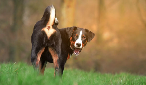 Wenn es unter der Rute juckt: Analdrüsenentzündung beim Hund