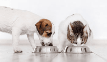 Wie funktioniert eine Ausschlussdiät zur Allergiediagnostik bei Hunden und Katzen?