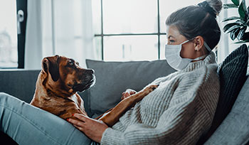 Refroidissement, grippe, corona, chien et chat