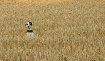 Getreide Hund