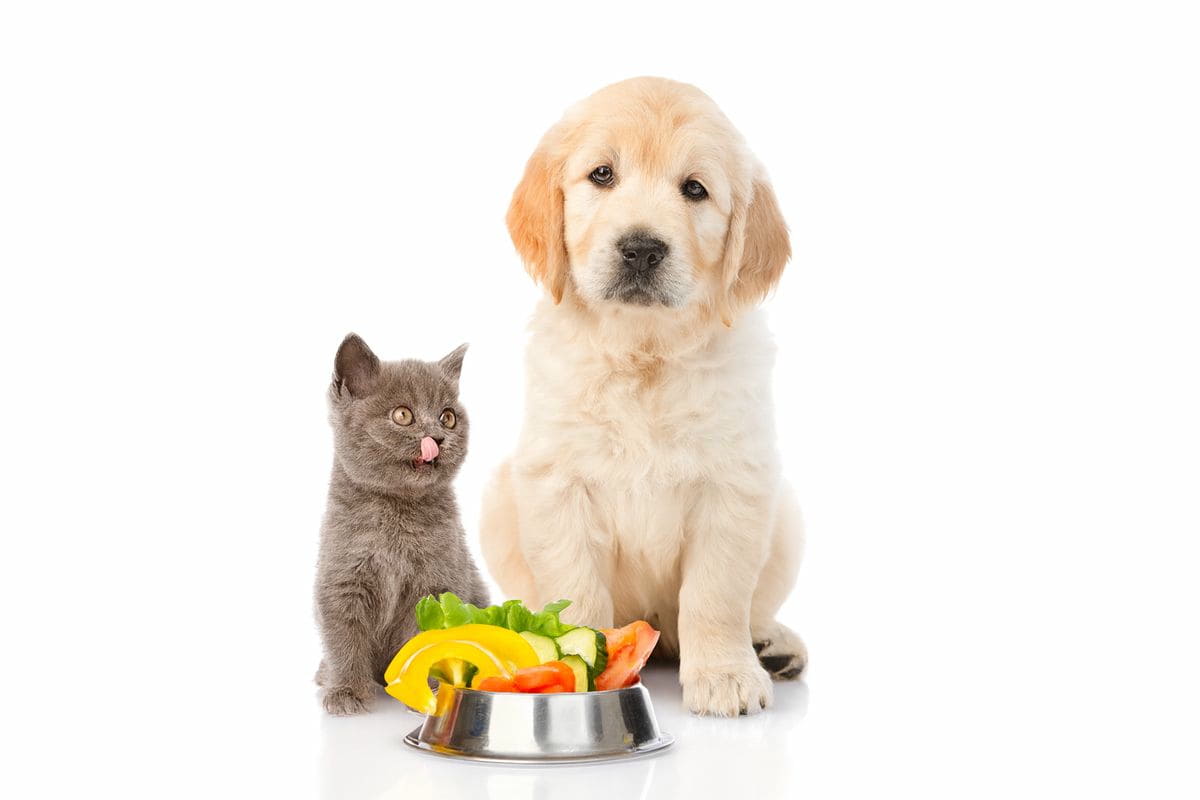 vegetarische_ernaehrung_hund_katze_gross