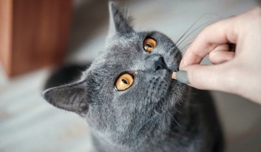 Katze bekommt ein Leckerchen