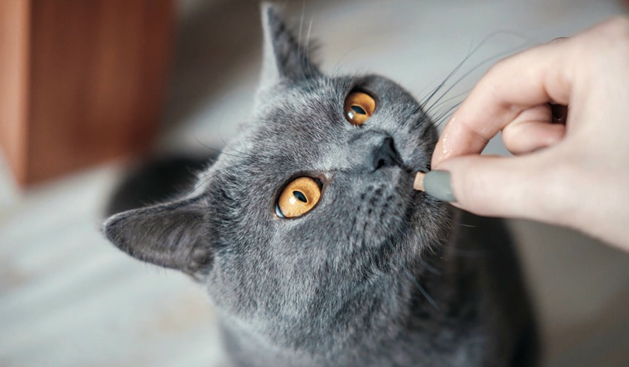 Katze frisst nicht